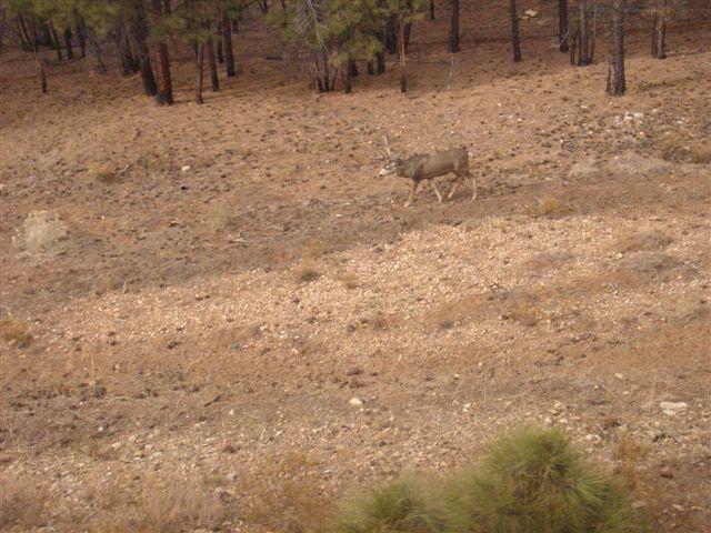 Grand Canyon Train Trip 82.JPG